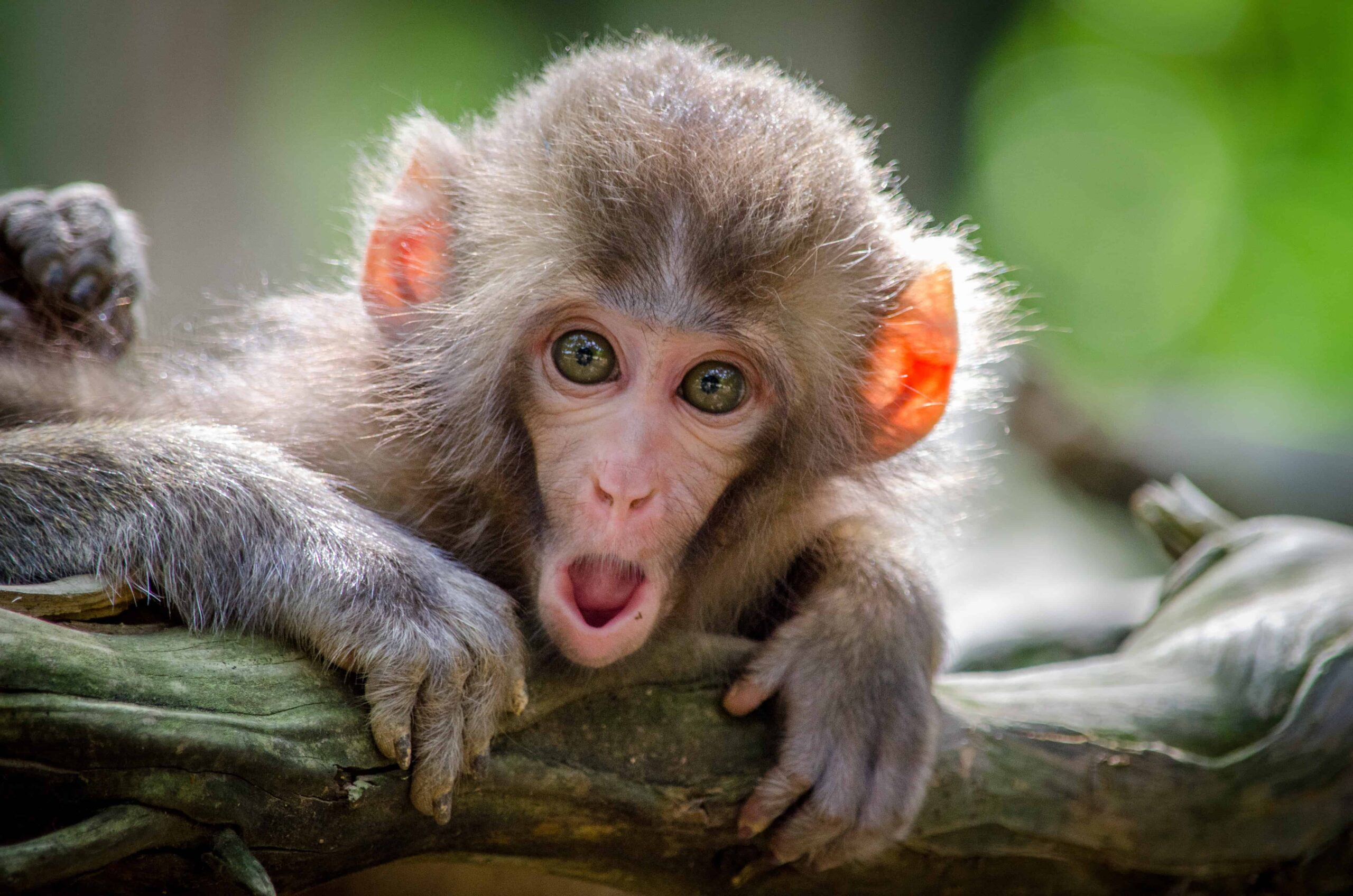 Monkey Humor: The Funniest Primates on the Planet